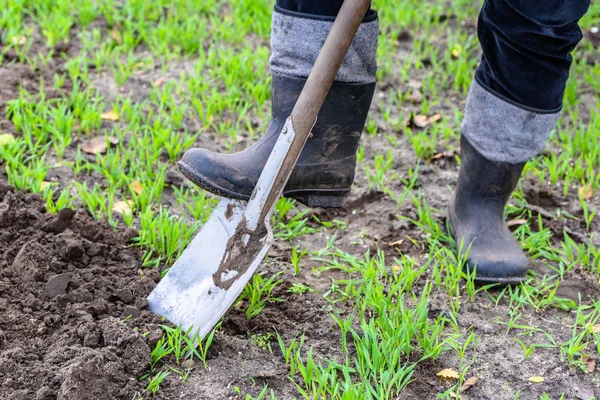 Contadino che scava nel giardino con una vanga. Preparazione del terreno per la semina in primavera. Giardinaggio . — Foto Stock