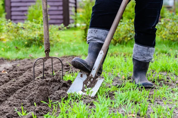 Giardiniere scavare nel giardino. Terreno preparazione per la semina in primavera. Giardinaggio. — Foto Stock