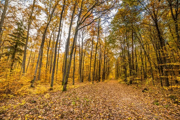 Nature trail with fallen leaves in fall forest, autumn landscape — Stock Photo, Image