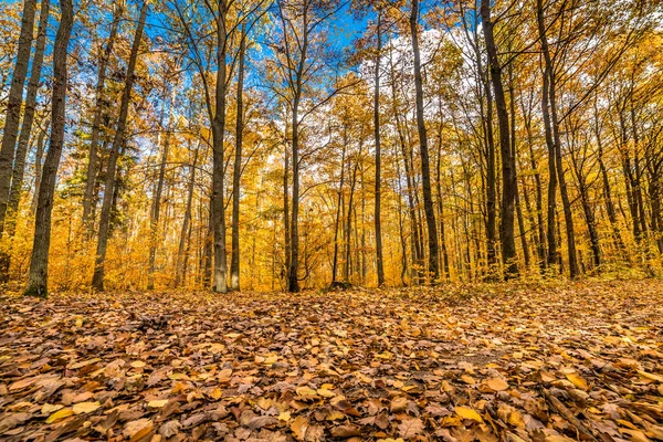 Дорога с опавшими листьями в лесу, осенний пейзаж, природная тропа в Польше — стоковое фото