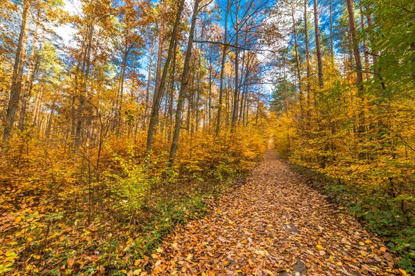 Ormandaki sonbahar, sonbahar manzara düşen yapraklar ile doğa iz