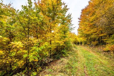 Yol ormandaki sonbahar, sonbahar manzara