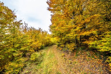 Yolu ormandaki sonbahar, sonbahar manzara