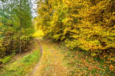 Yol ormandaki sonbahar, sonbahar manzara