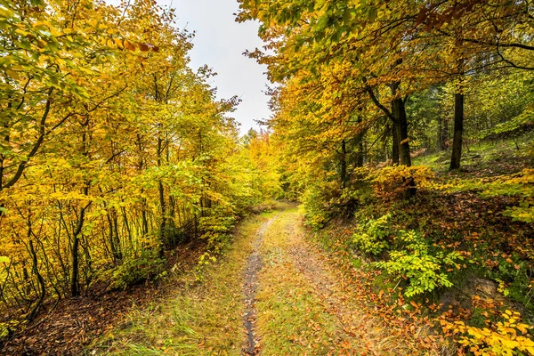 Yol ormandaki sonbahar, sonbahar manzara