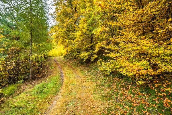 Yol ormandaki sonbahar, sonbahar manzara