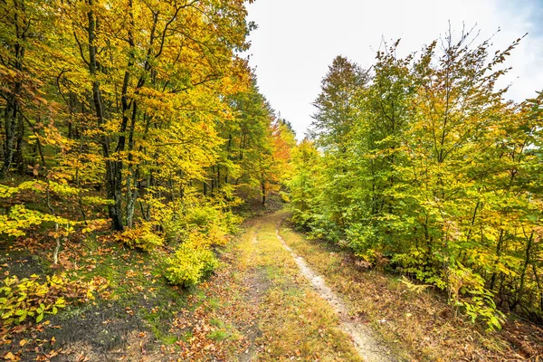 Yolu ormandaki sonbahar, sonbahar manzara