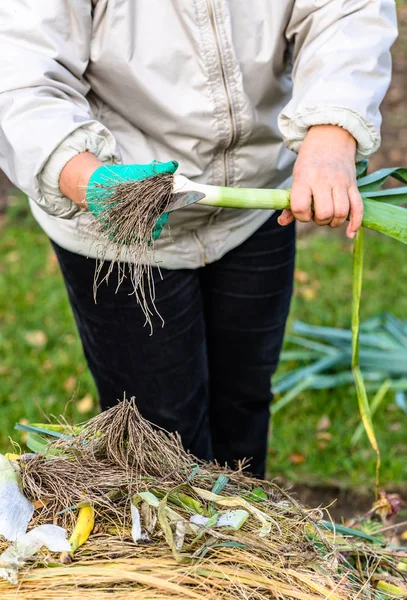 Mani di donna sbucciare le verdure, raccogliere in giardino. Giardinaggio autunnale . — Foto Stock