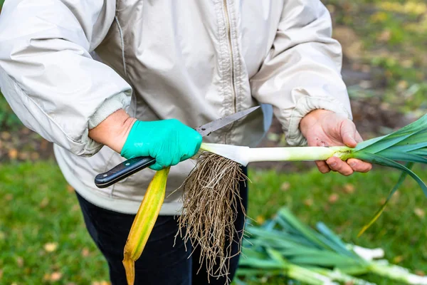 Mani di donna sbucciare le verdure in giardino. Raccolta autunnale, giardinaggio . — Foto Stock