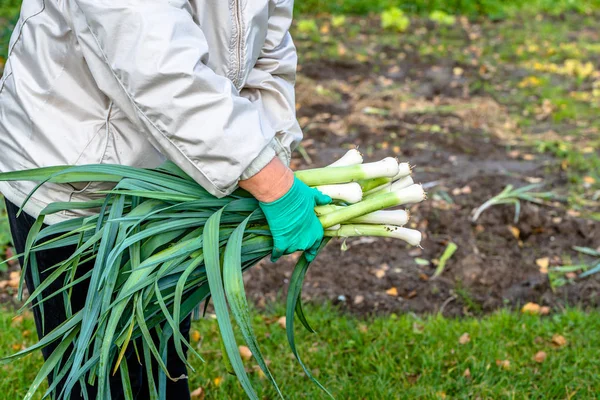 Agricultora que detém legumes recém-colhidos, colheita no jardim, conceito de agricultura local — Fotografia de Stock