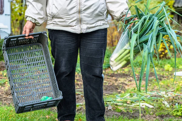 Raccolgo le verdure nel cestino. Raccolta delle verdure in giardino, concetto di agricoltura locale . — Foto Stock