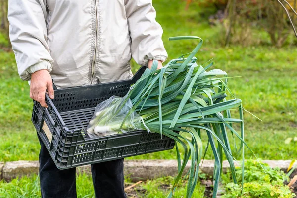 เก็บผักไว้ในตะกร้า การเก็บเกี่ยวผักในสวน แนวคิดการทําฟาร์มท้องถิ่น . — ภาพถ่ายสต็อก