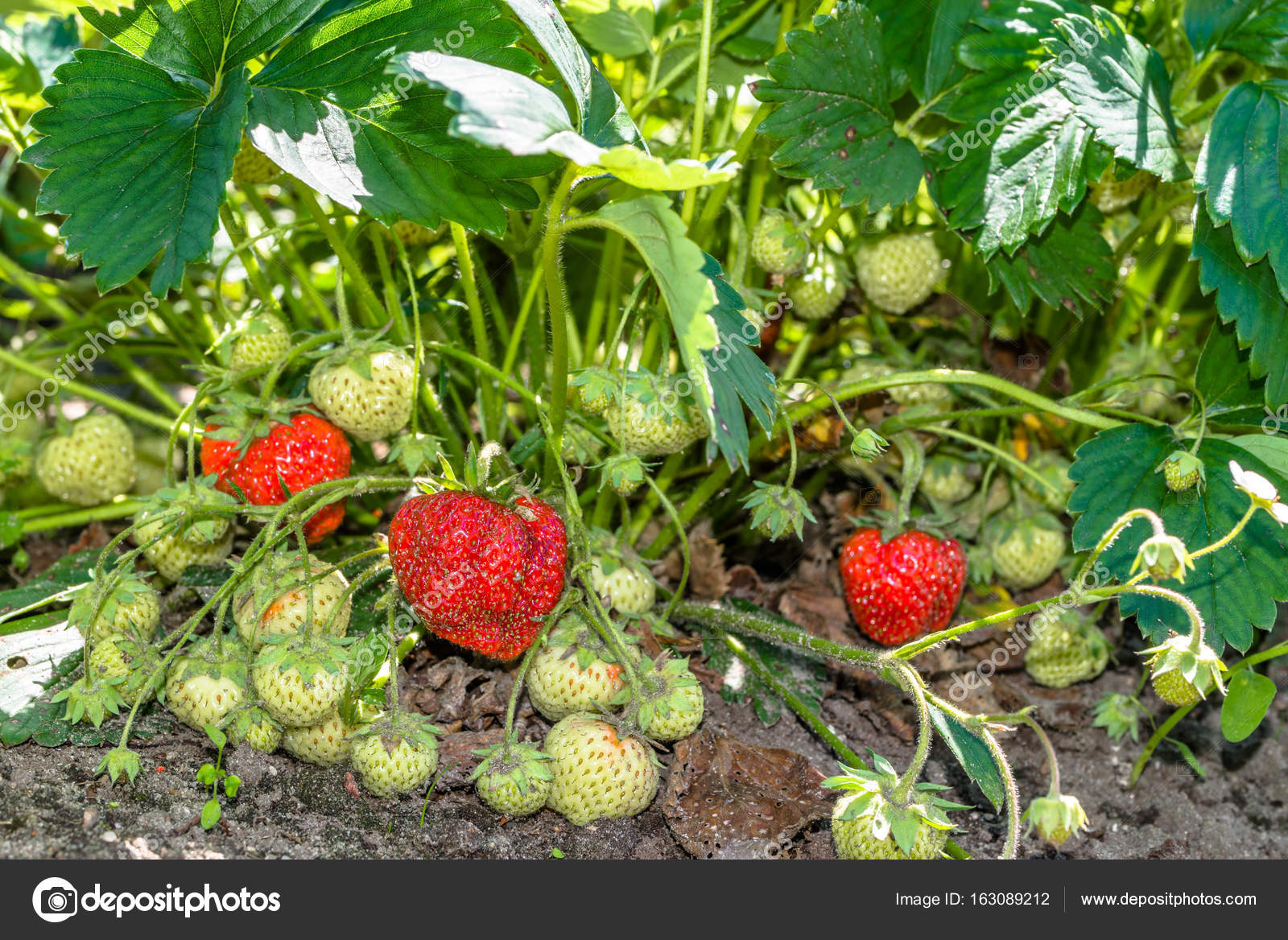 Organic Food For Strawberry Plants Organic Food
