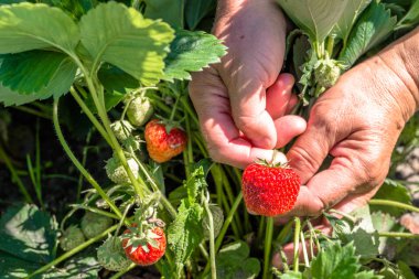 Alan çilek bitkisinin eller çilek, çiftlik, organik tarım kavramı üzerinde hasat toplama