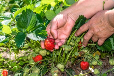 Hasat çilek, organik tarım, çiftçiler eller tarafından çilek toplama
