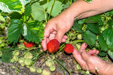 Çilek çiftçiler eller tarafından toplama, bitkilerin olgunlaşma ile çilek sahada