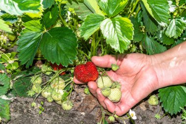Çilek bitki ve çiftçiler tarafından eller hasat kırmızı çilek