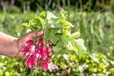 Organik sebze çiftçilerin elinde. Taze hasat Bahçe pro