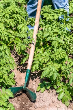 Yeşil patates bitkilerde el ile Bahçe aracı, organik tarım kavramı ile patates tarlayı Bahçe,