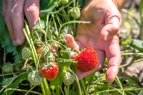 Çilek bitki ve malzeme çekme çilek alanda, organik tarım kavramı
