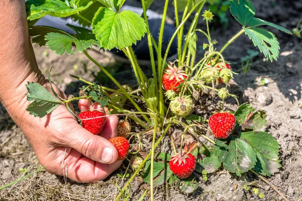 Field with strawberry harvest, hands picking strawberries from plants with ripe fruits, organic farming concept