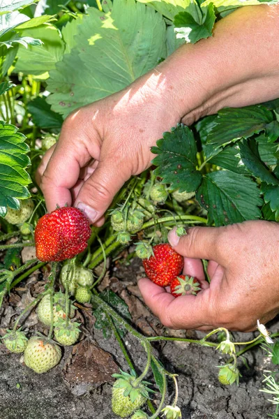 Field with strawberry harvest, farmers hands pick strawberries fruits, organic farming concept