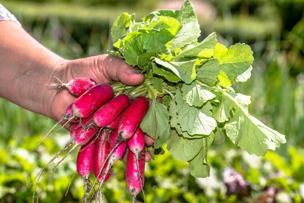 Farming organic vegetables. Farm fresh produce in farmers hands. Freshly harvested radish.