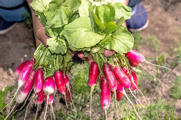 Органические овощи в руках фермеров. Свежесобранная продукция для сада . — стоковое фото