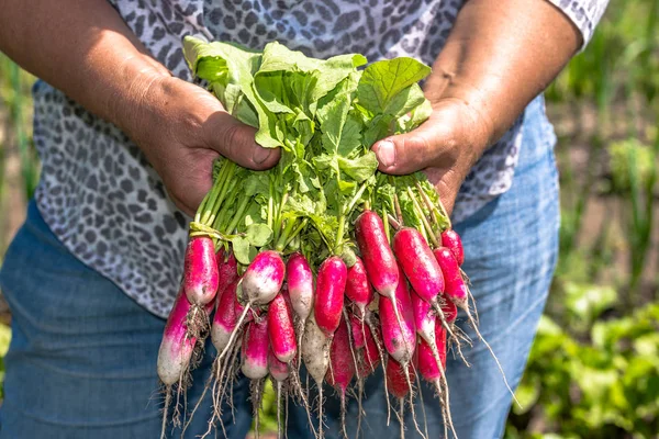 Organik sebze çiftçilerin elinde. Taze Bahçe üretmek hasat. Turp hasat.
