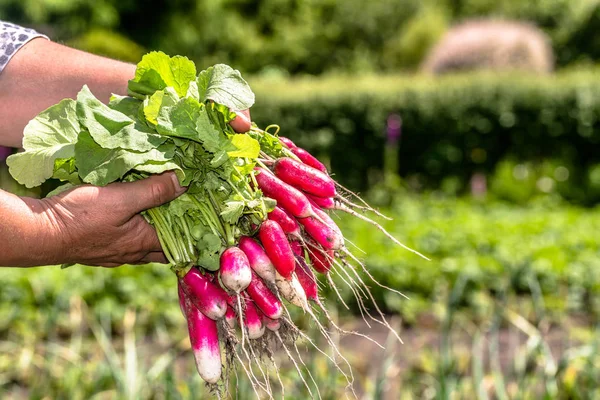Organik sebze. Taze üretmek çiftçilerin elinde. Bahçedeki taze hasat turp.