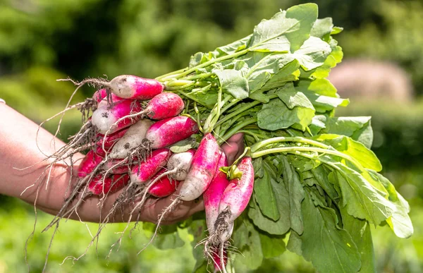 Разведение органических овощей. Свежие сельскохозяйственные продукты в руках фермеров . — стоковое фото