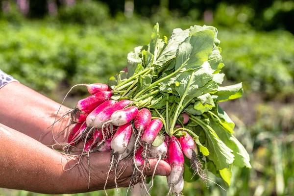 Органические овощи. Сельскохозяйственные свежие продукты в руках фермеров. Свежесобранная редиска в саду . — стоковое фото