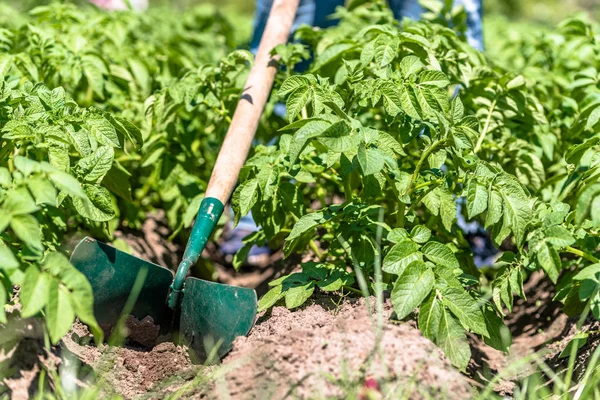 Картофельное хозяйство на местной органической ферме, вспашка картофеля ручным садовым инструментом, летнее садоводство — стоковое фото