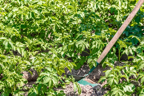 Зеленые картофельные растения в саду, вспахивание поля картофеля ручным садовым инструментом, концепция органического земледелия — стоковое фото