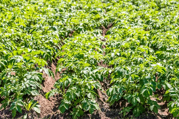 Ladang kentang hijau, lahan pertanian dengan kentang, pertanian sayuran organik — Stok Foto