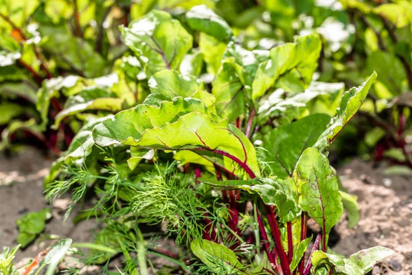 Bio jardin avec des feuilles vertes de betteraves, d'aliments biologiques, de produits agricoles et de légumes — Photo