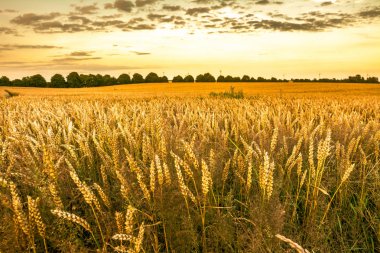 Altın buğday alan ve günbatımı gökyüzü, tarım tahıl ürünleri hasat sezonu, panoramik manzara