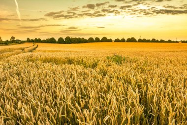 Altın buğday alan, peyzaj tarım tahıl ürünleri ve günbatımı gökyüzü, panoramik manzaraya sahip