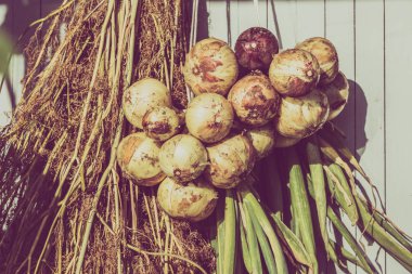 Soğan demetleri asılı, kurutma sebze organik içinde hasat tarafından yerel çiftçilere tarım