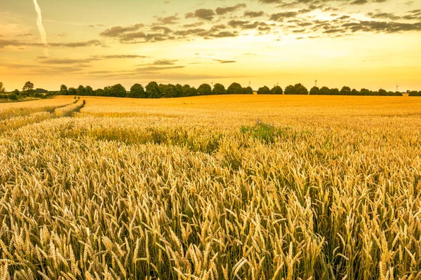 Campo de trigo dourado, paisagem de culturas agrícolas de grãos e céu por do sol, vista panorâmica — Fotografia de Stock