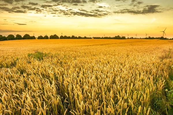 Золоте пшеничне поле і небо заходу сонця, ландшафт сільськогосподарських зернових культур в сезон збору врожаю, панорамний вид — стокове фото