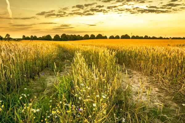 Pfad im Weizenfeld bei Sonnenuntergang, Ackerland mit Getreide, landwirtschaftliche Landschaft — Stockfoto