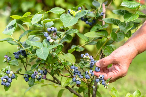 Hands picking berries from blueberry plant in a bio garden, organic farming concept