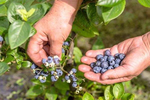 Berry hasat için bahçede, organik üretmek malzeme çekme, yaban mersini ve elleri, yakın çekim