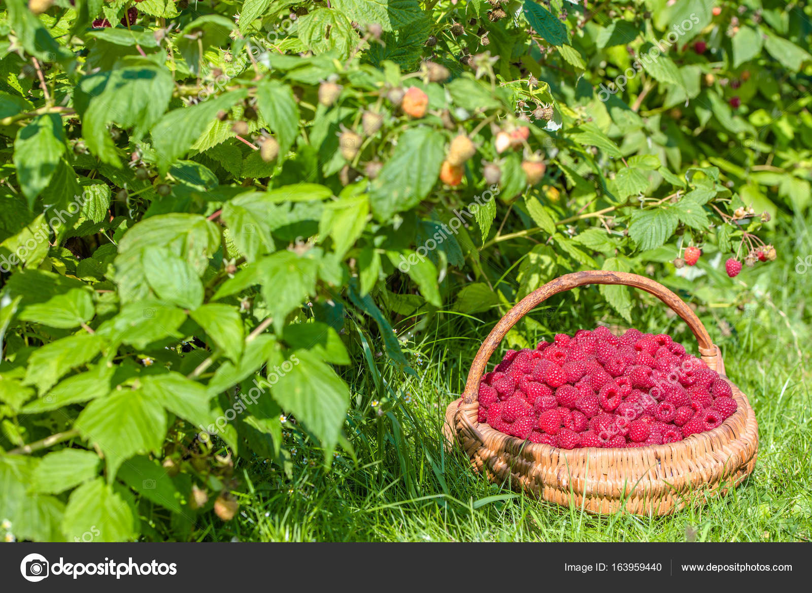Fresh raspberries basket, raspberry bushes in the garden, autumn