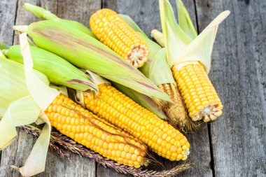Taze mısır mısır koçanı, rustik ahşap tablo, yerel pazar için hasat sebzeler