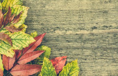 Sonbahar duvar kağıdı, sonbahar çerçeve ahşap arka plan üzerinde bırakır