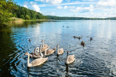 Genç su yüzme kuğu. Sessiz Kuğu Gölü yaz aylarında manzara