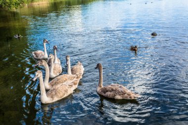 Genç kuğular su yüzeyinde yüzen