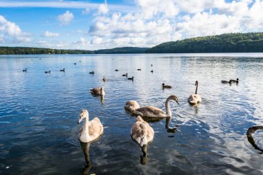Yüzen su kuşları, kuğu ve ördekler, yabani kuşlar gölde yaban hayatı manzara Yüzme